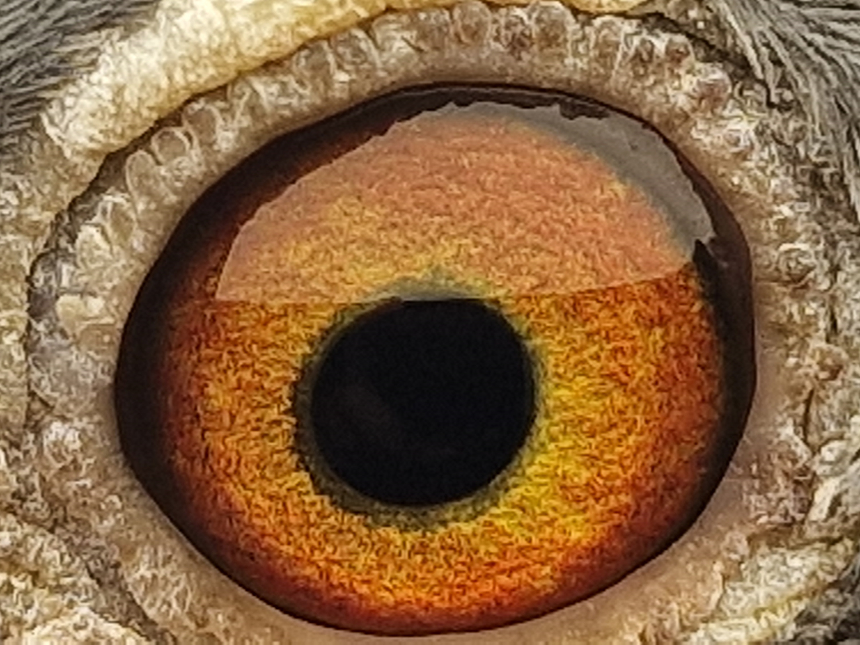Pigeon eye